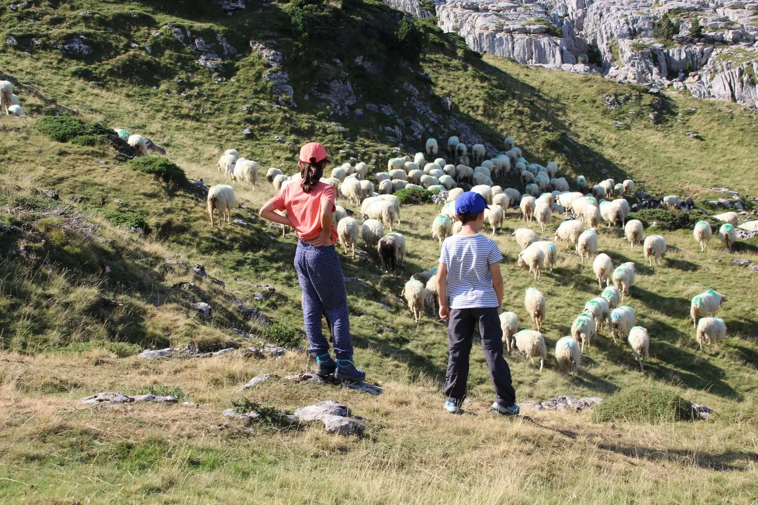 Journée cabanes ouvertes à La Pierre Saint-Martin - Rencontre du troupeau