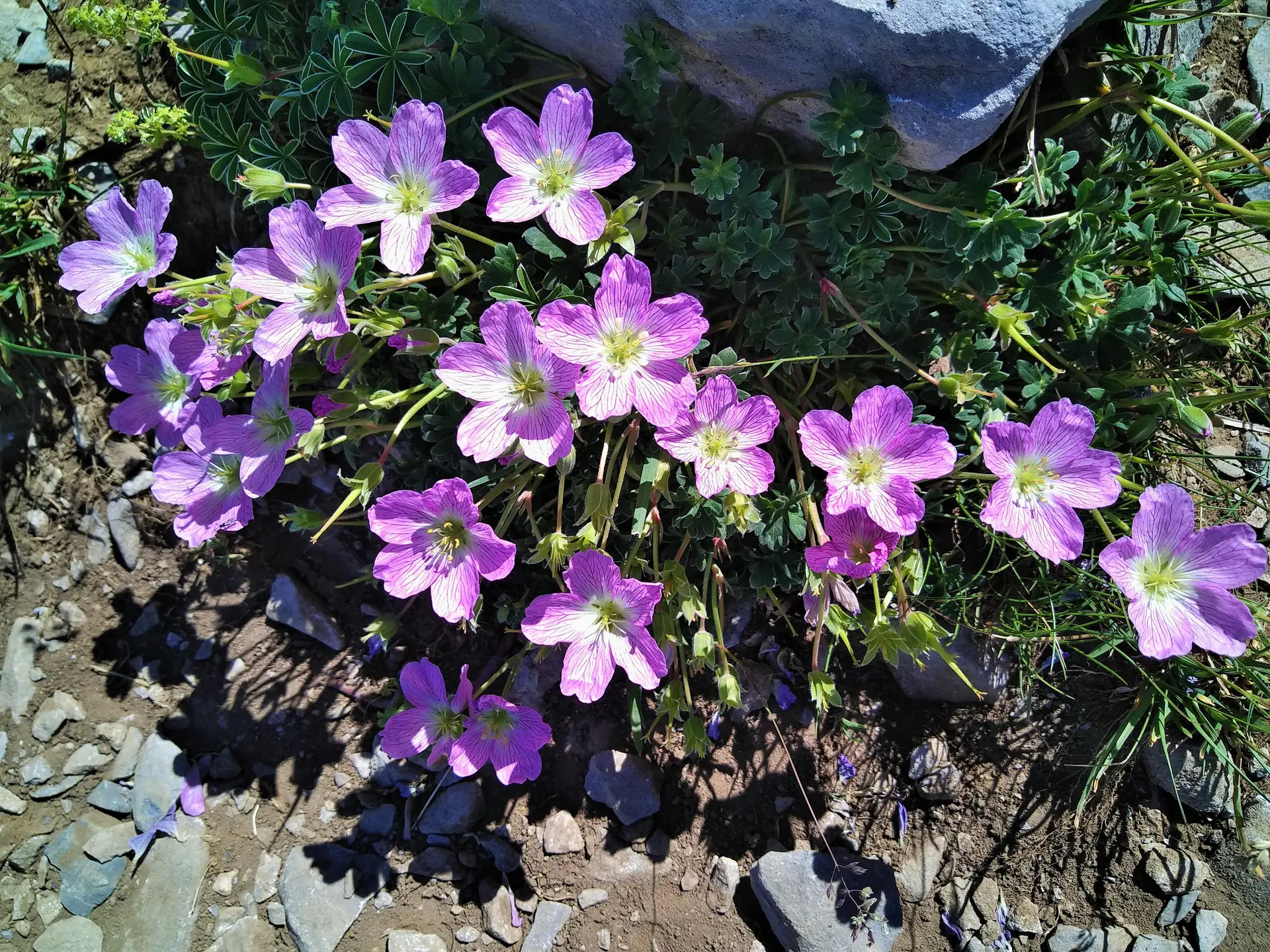 Découverte de la flore de montagne sur le chemin du Pic d'Anie