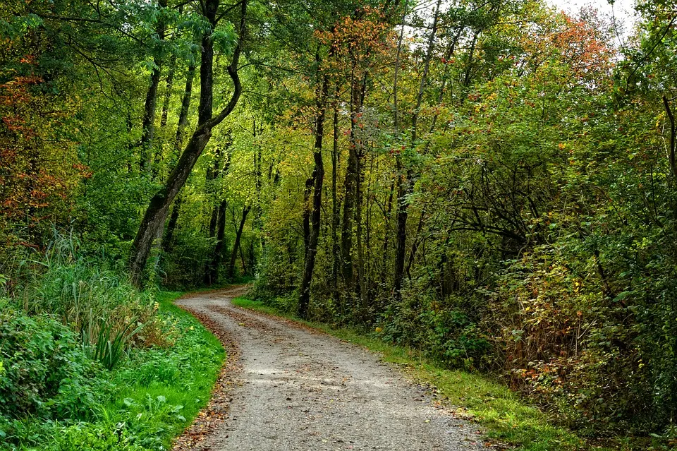 Forêt de Navarrenx