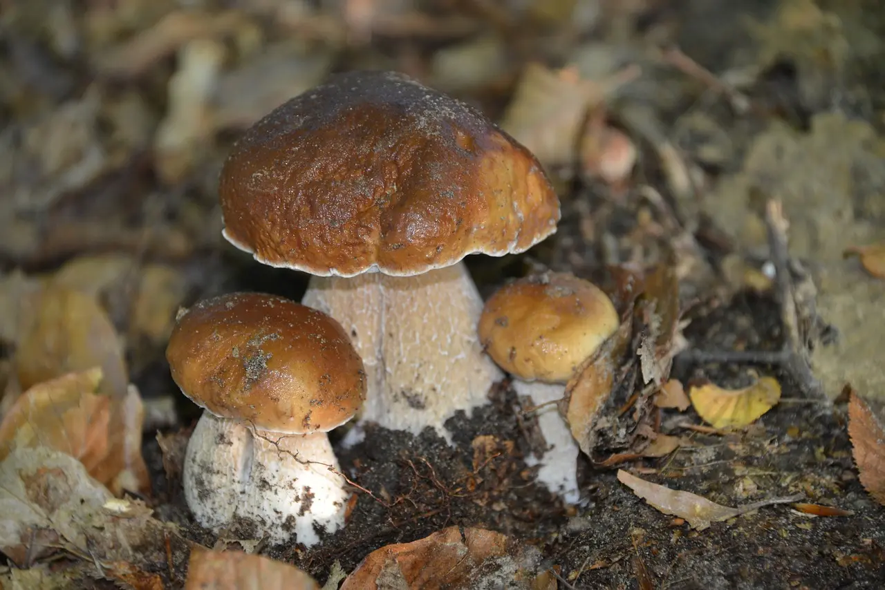 champignon