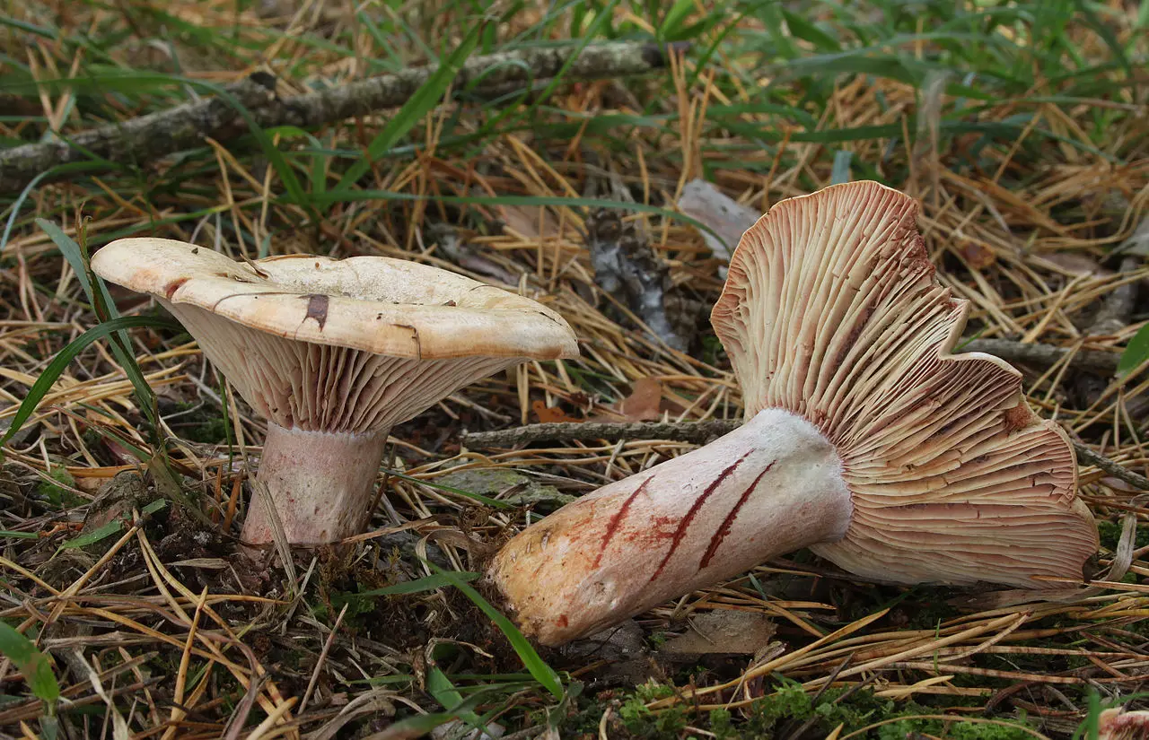 champignon
