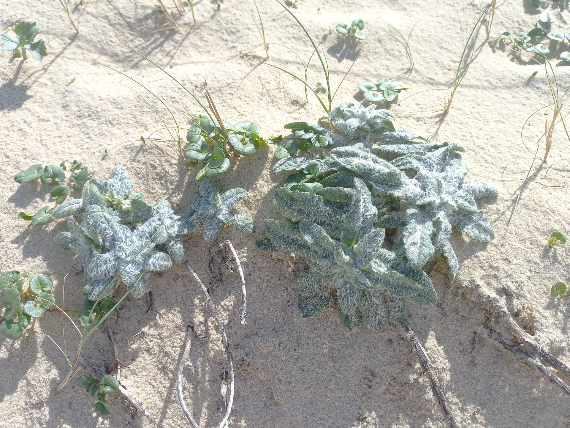 épervière des dunes ou épervière laineuse