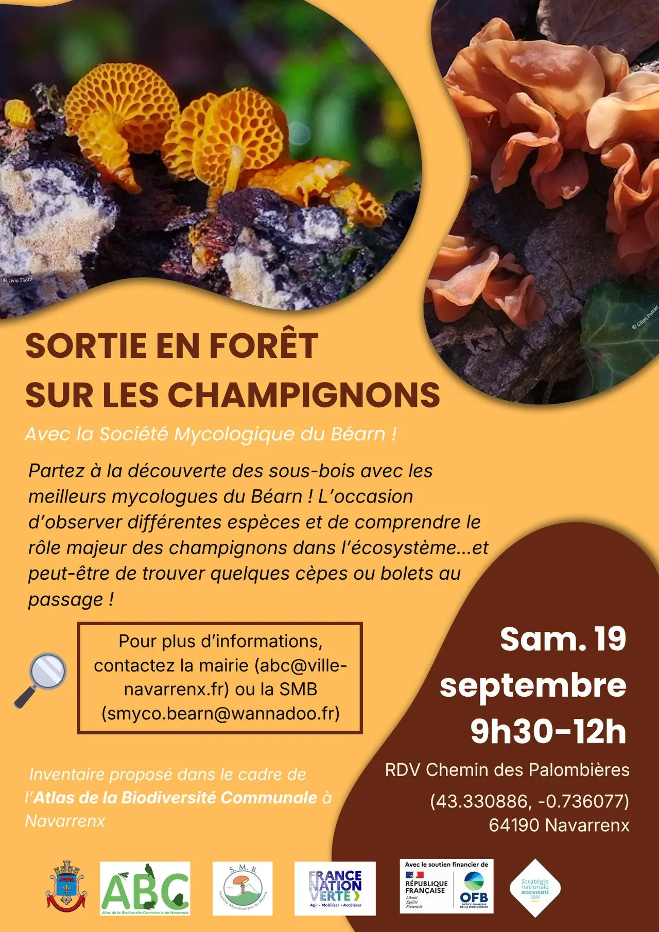 sortie champignon