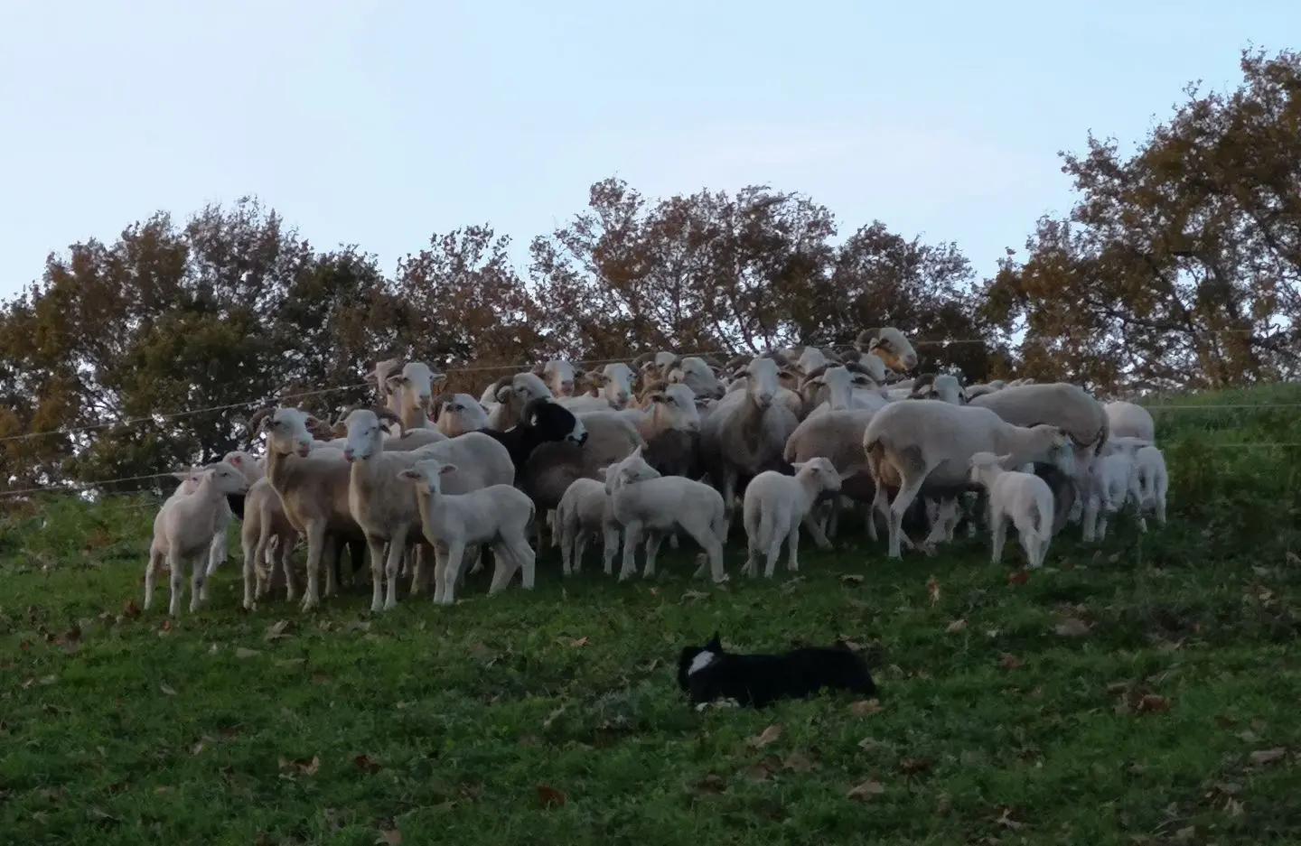troupeau et chien