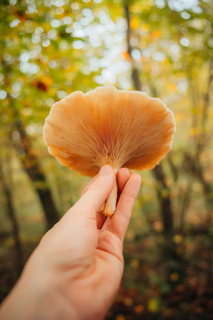 sortie nature en forêt de Marly