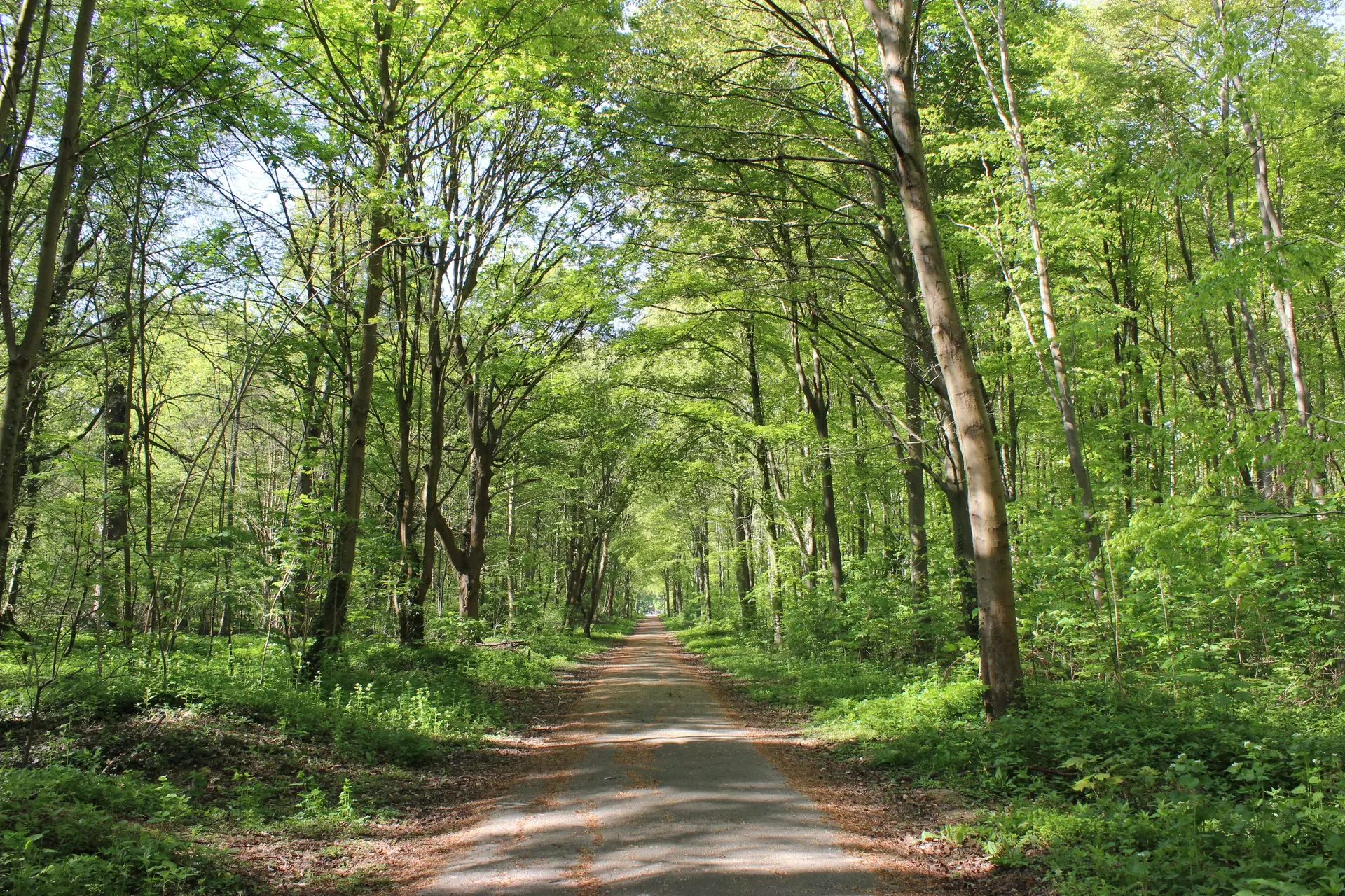 les arbres remarquables en forêt de Marly