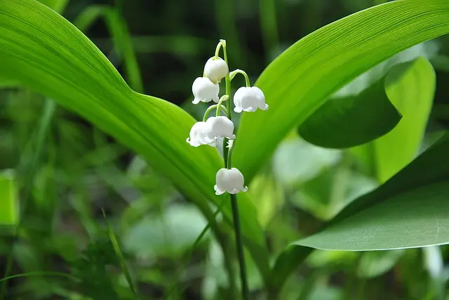 RANDO DU MUGUET