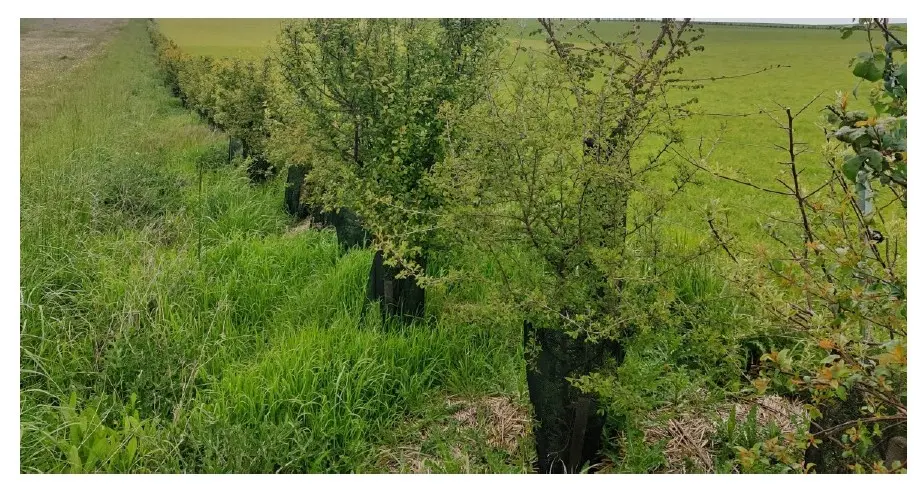 2025.01.18-Chantier-et-découverte-haie-St-Rémy-en-B_page-0001