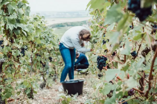 vendangeur-dun-jour-3bde0