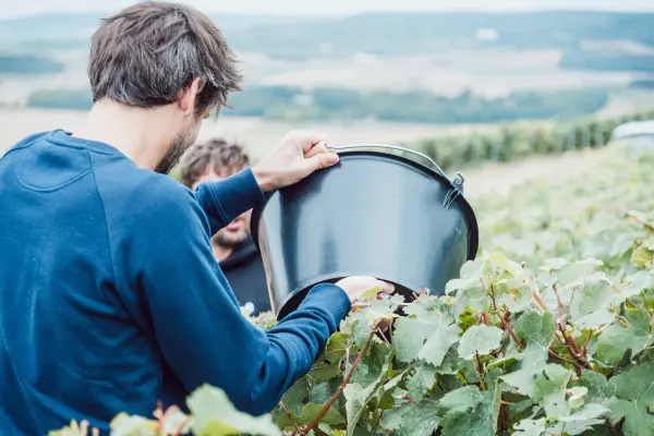 vendangeur-dun-jour-3ca24