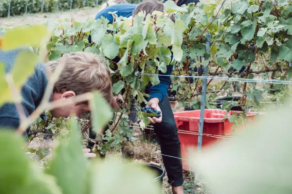 vendangeur-dun-jour-3e283