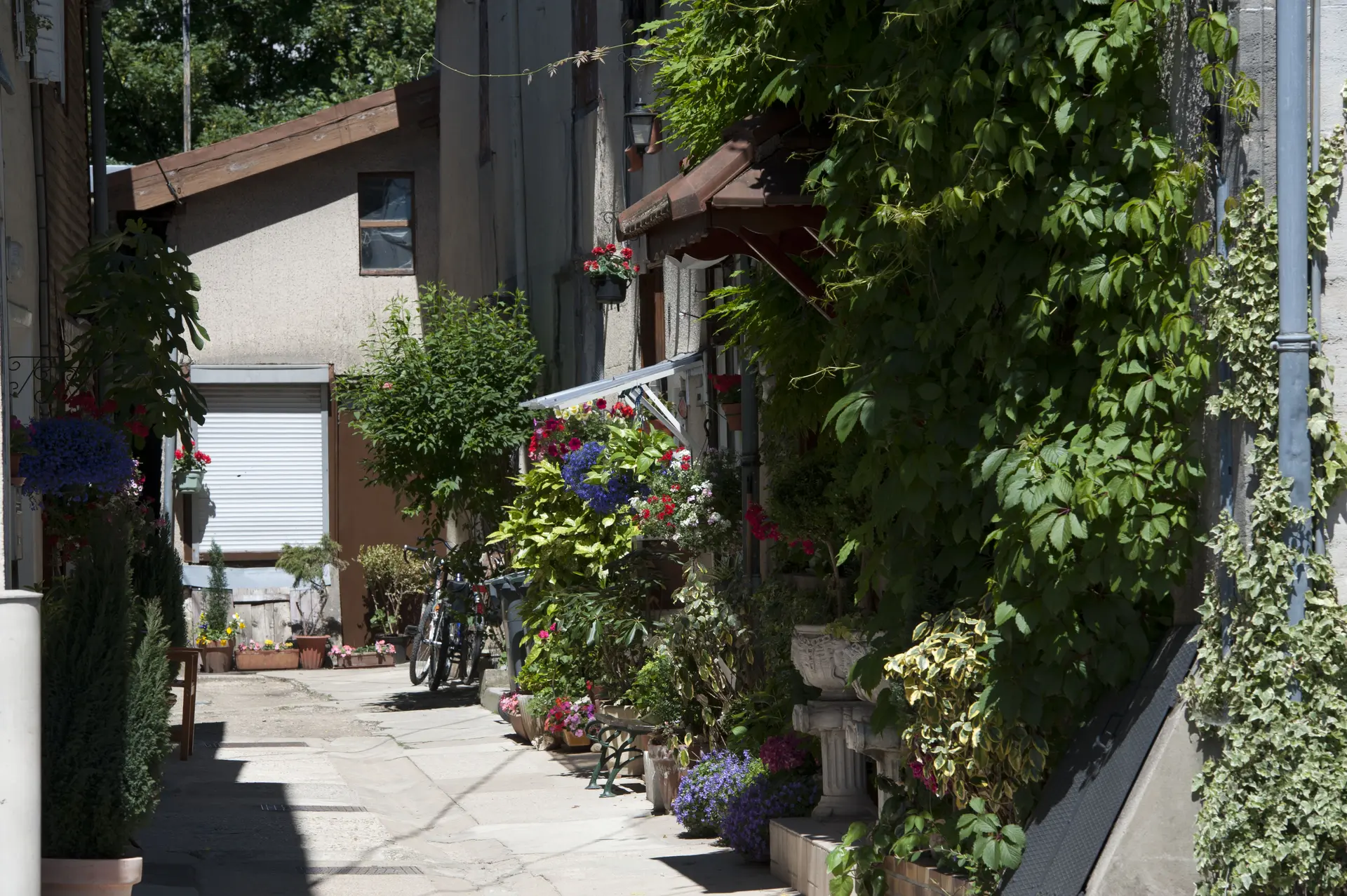 voyotte-fleurie-DR-Eric-Girardot