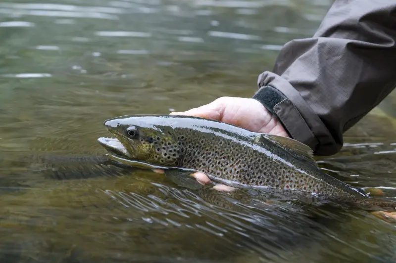 federation-de-la-peche-marne-1