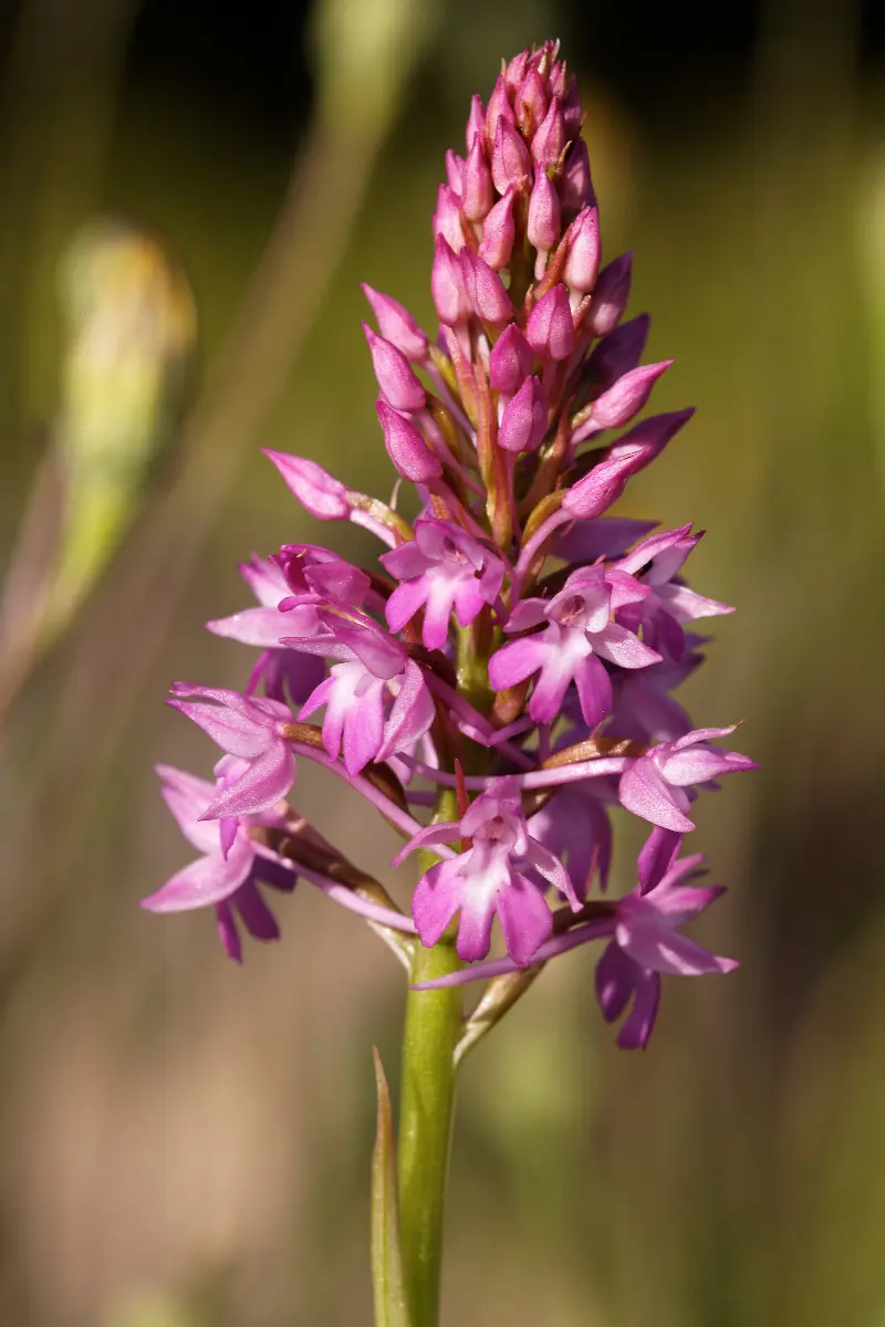 Orchidée sauvage
