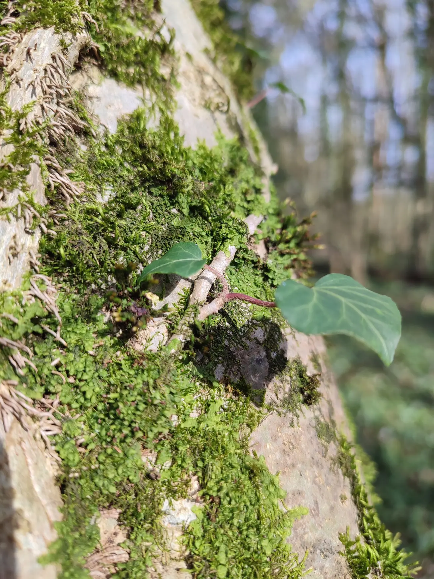 photo bain de forêt