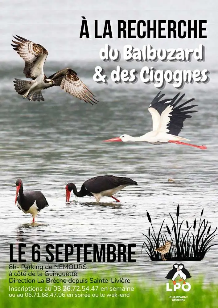 sortie_balbucigognes_2026