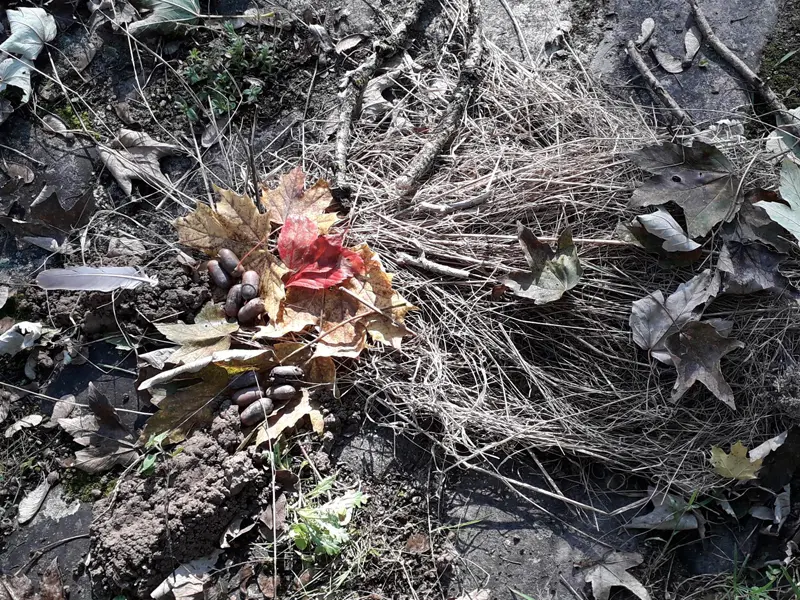 Bout d'choux Landart