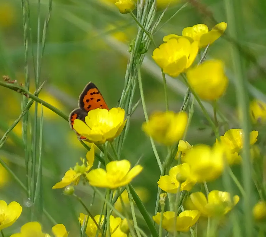 Les papillons du bocage