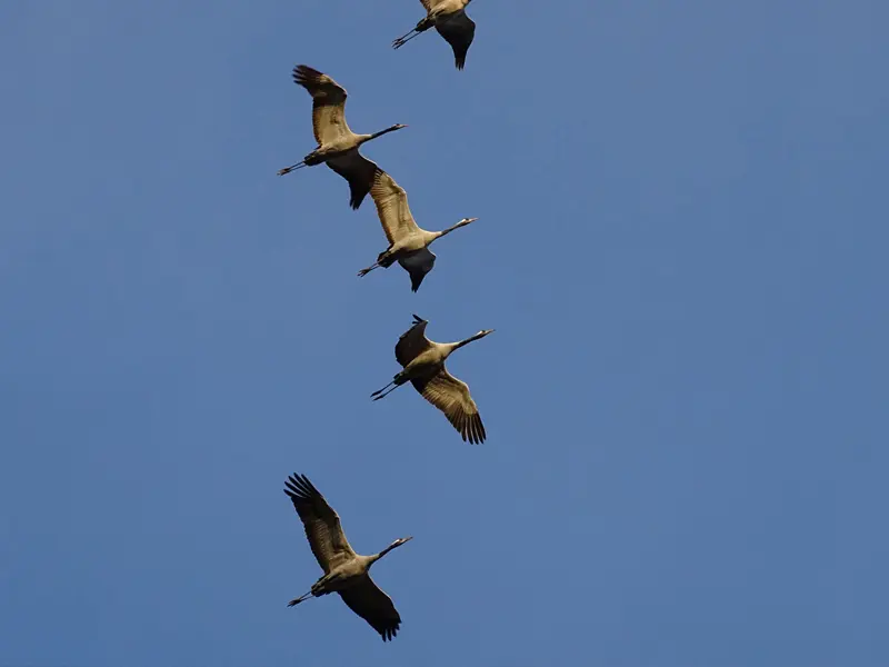 Journée européenne de la migration des oiseaux