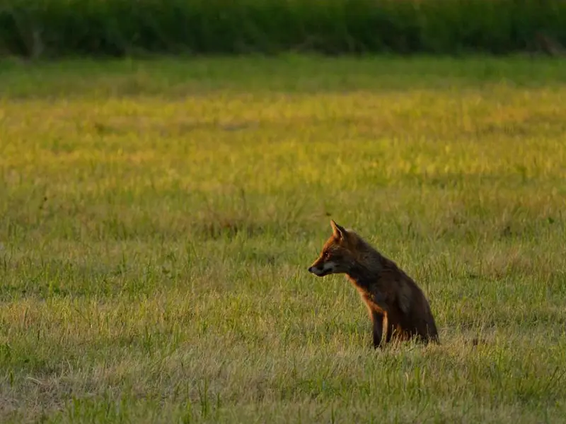 Visite crépusculaire du bocage (c) P. Dhuicq