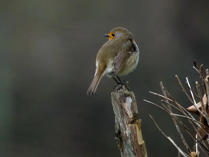 Visite bocage oiseaux (c) B. Payet