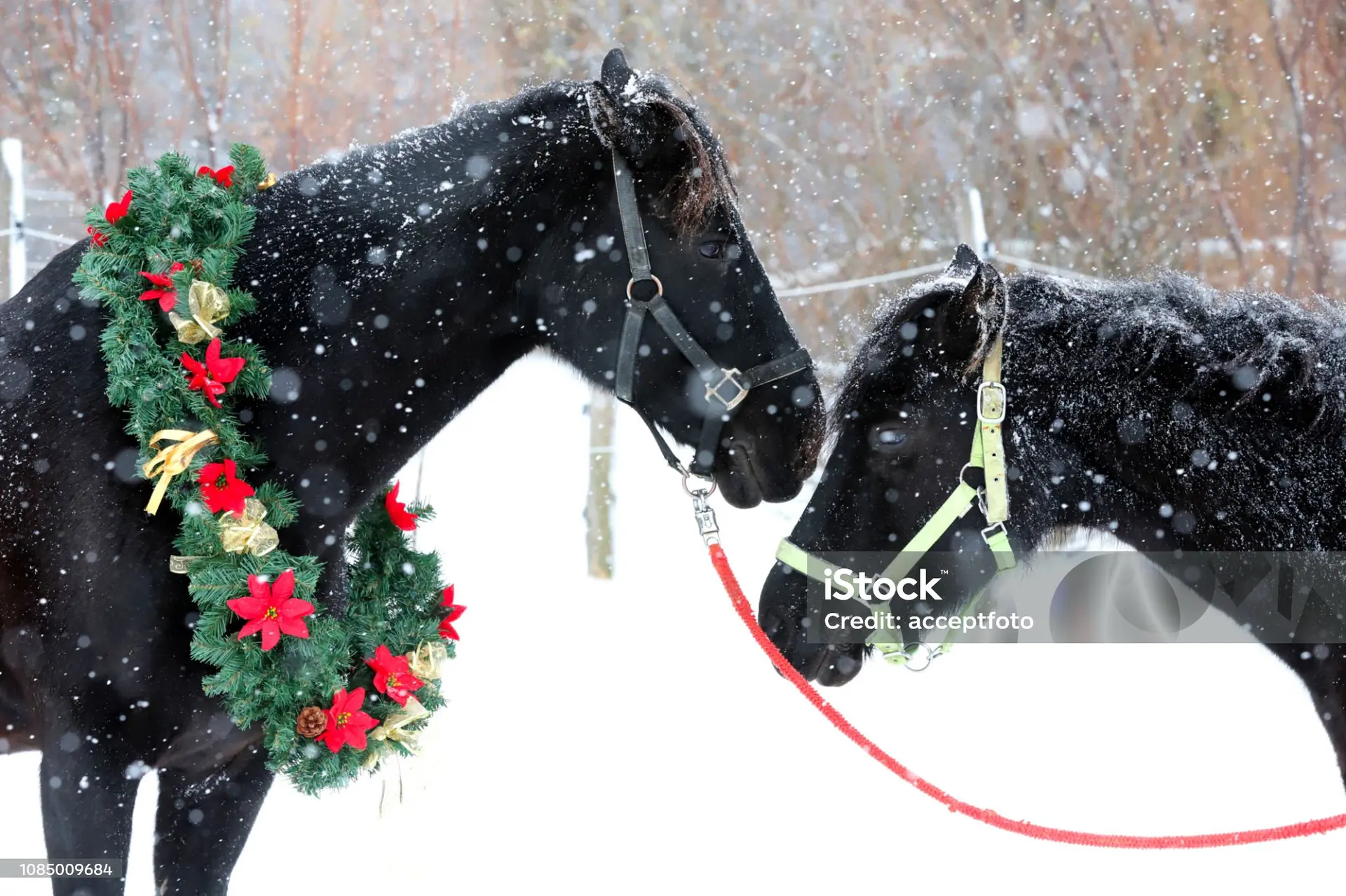 chevaux noel pixabay