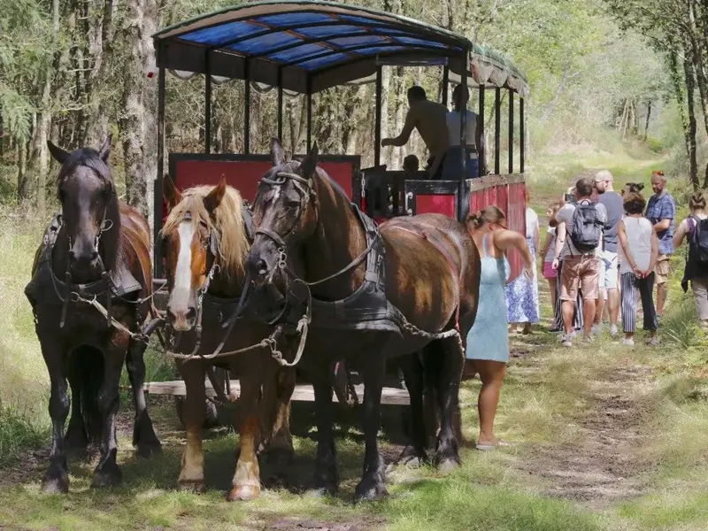 Calèche_de_Brocéliande_balade_contes_Tréhorenteuc_DestinationBrocéliande2