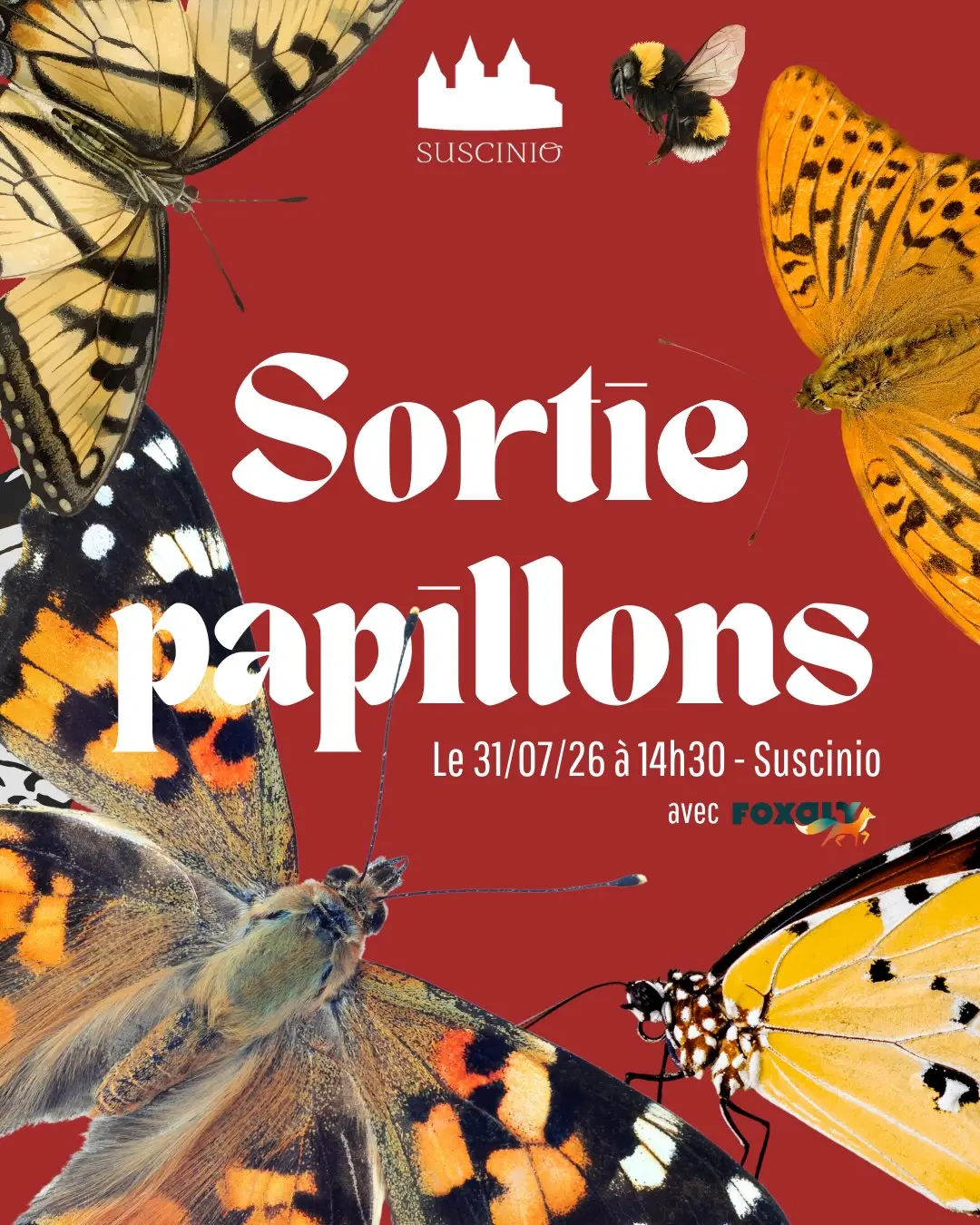 Sortie papillons