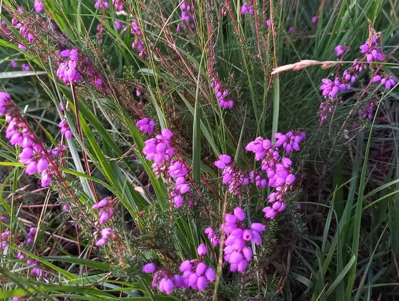 balade botanique - Château de Loyat - Vue des rosiers - Morbihan