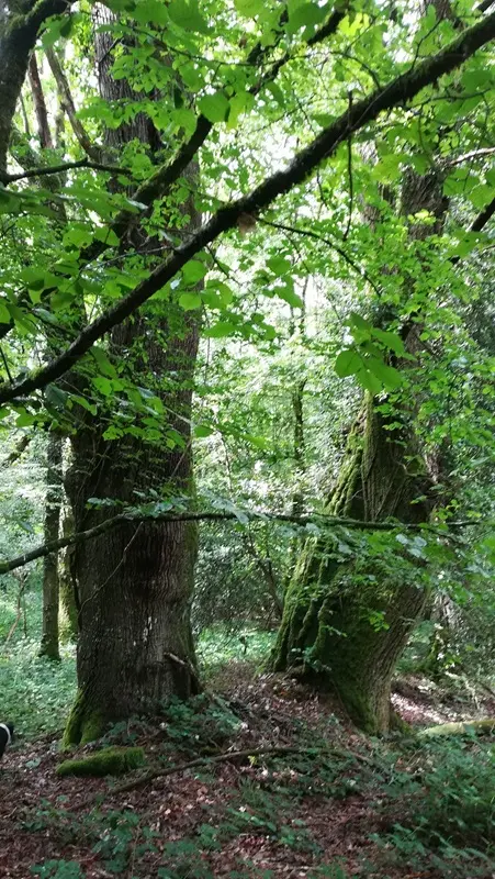 © E. Jehenne- Balade Brocéliande