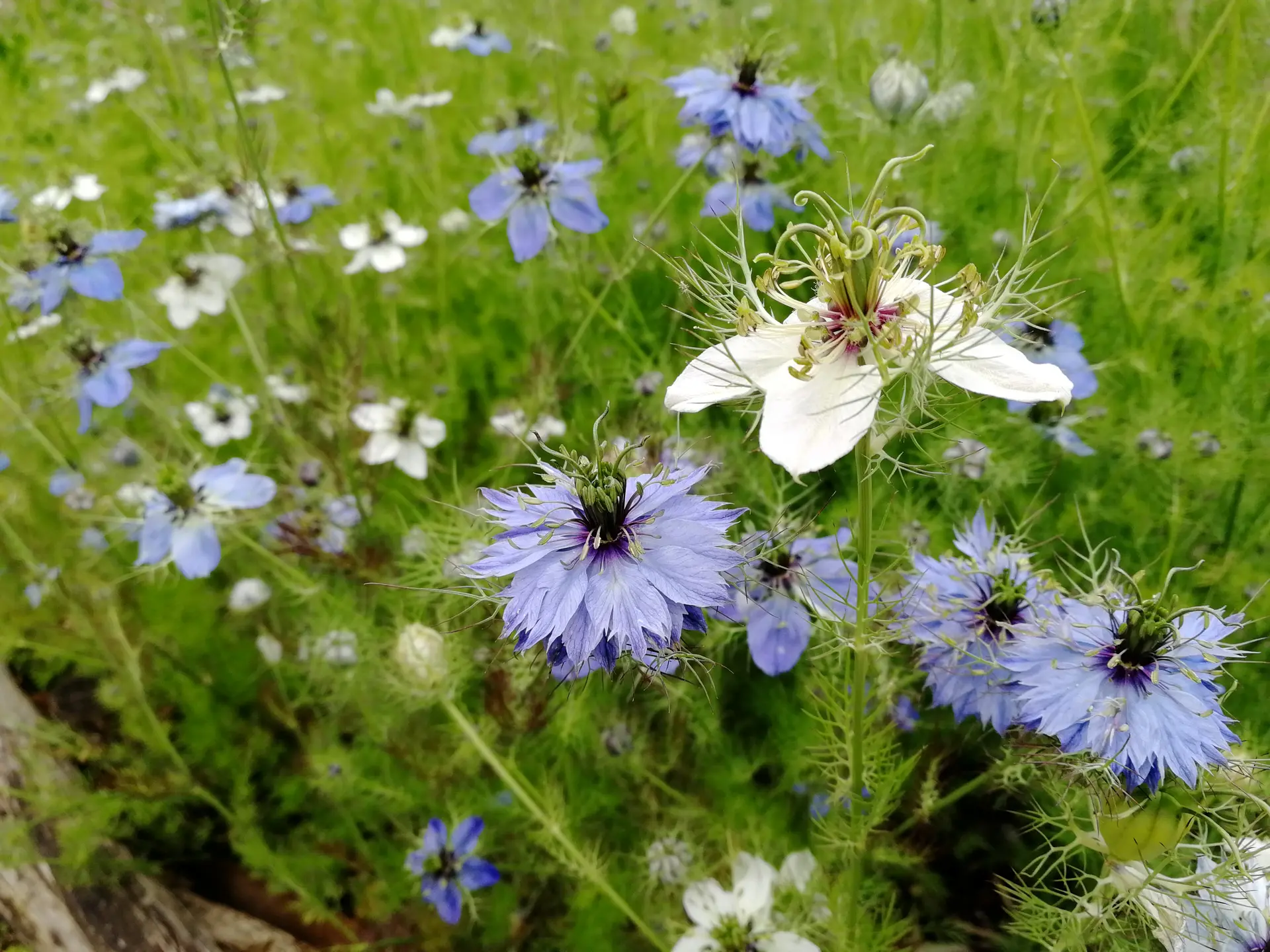 Jardin médiéval Bédée