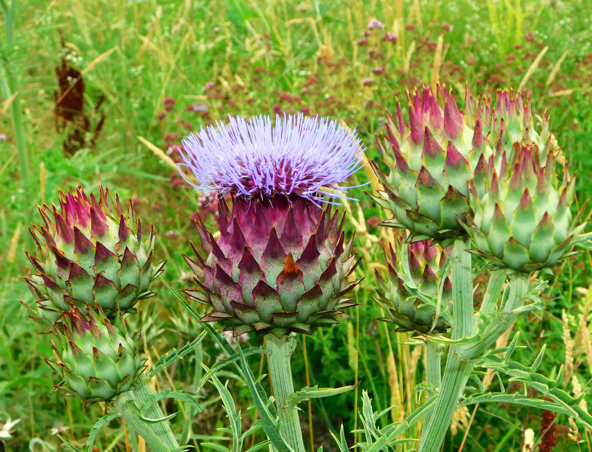 11. Potager débutant légumes
