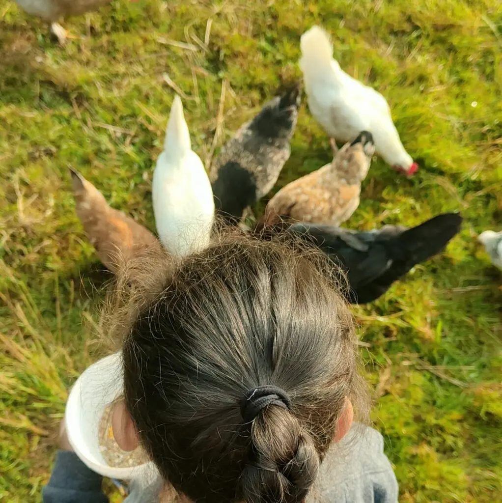 14-tryptique-visite-ferme-pedagogique-poules-scaled-e1738156361157-1022x1024