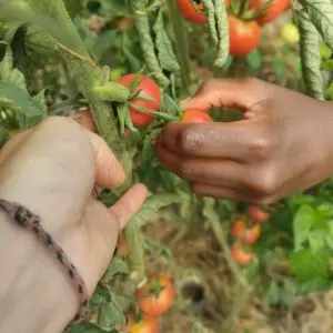 15-tryptique-viste-ferme-pedagogique-main-dans-la-terre-bis-300x300