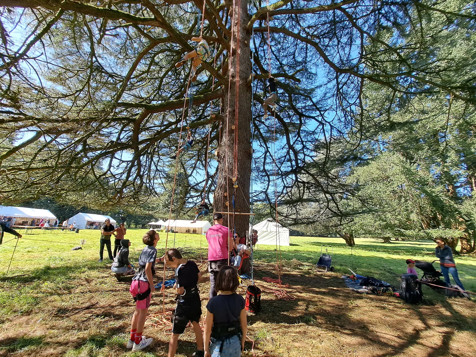 Fête de l'arbre - Grimpe dans les arbres