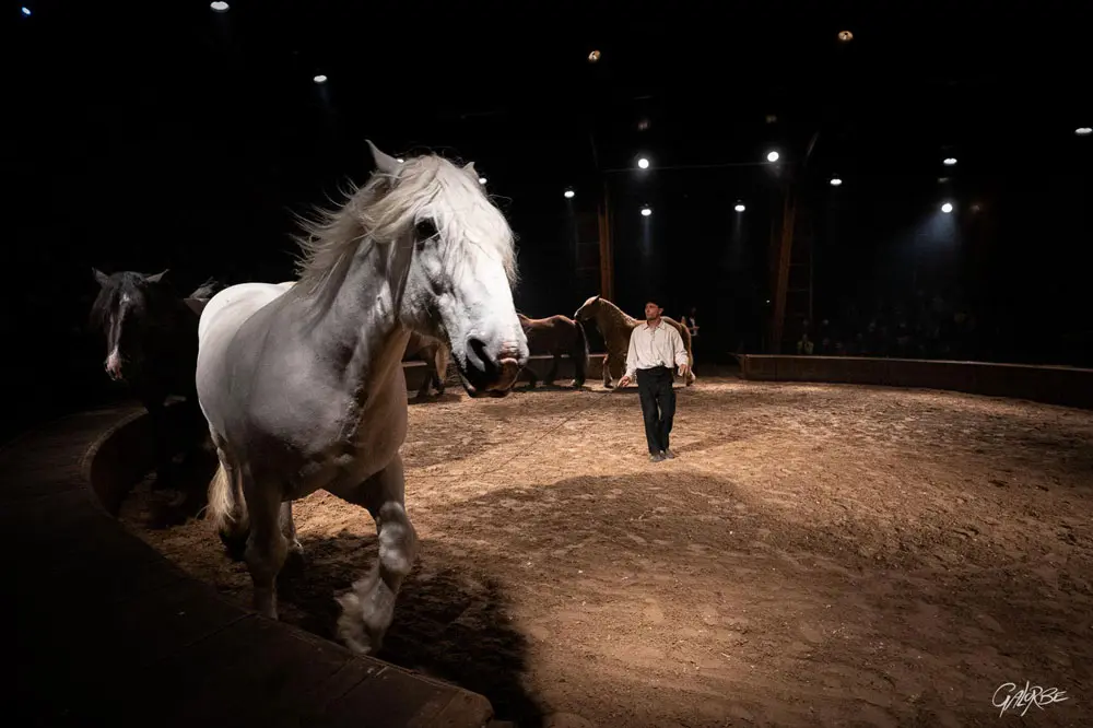 Grand spectacle équestre de Noël
