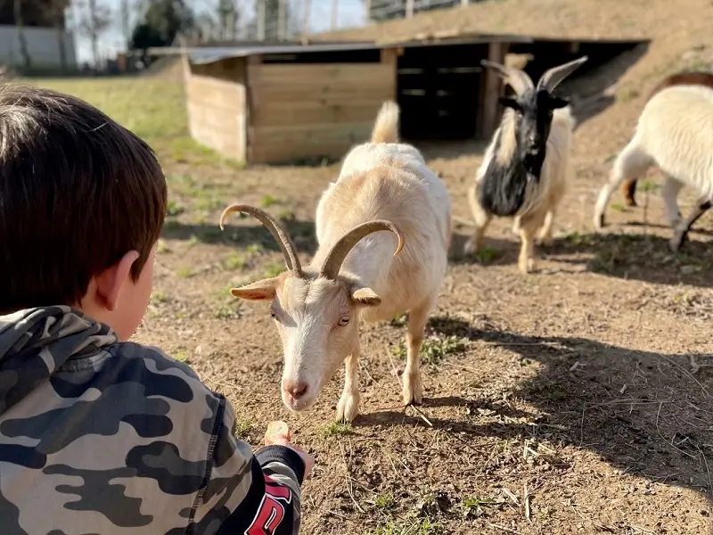 labyrinthe_de_maïs_ferme_pédagogique_Mauron_DestinationBroceliande