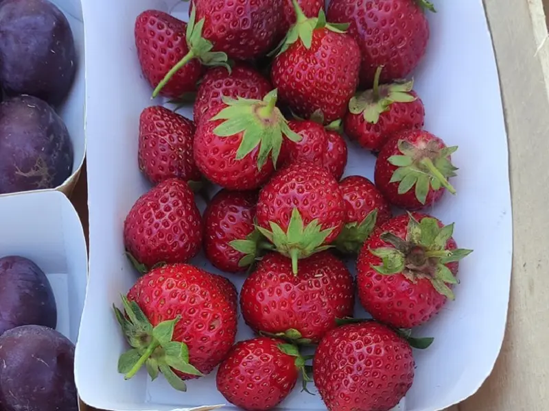 marchés_producteurs_artisans_Valauxfées_Concoret_DestinationBrocéliande5