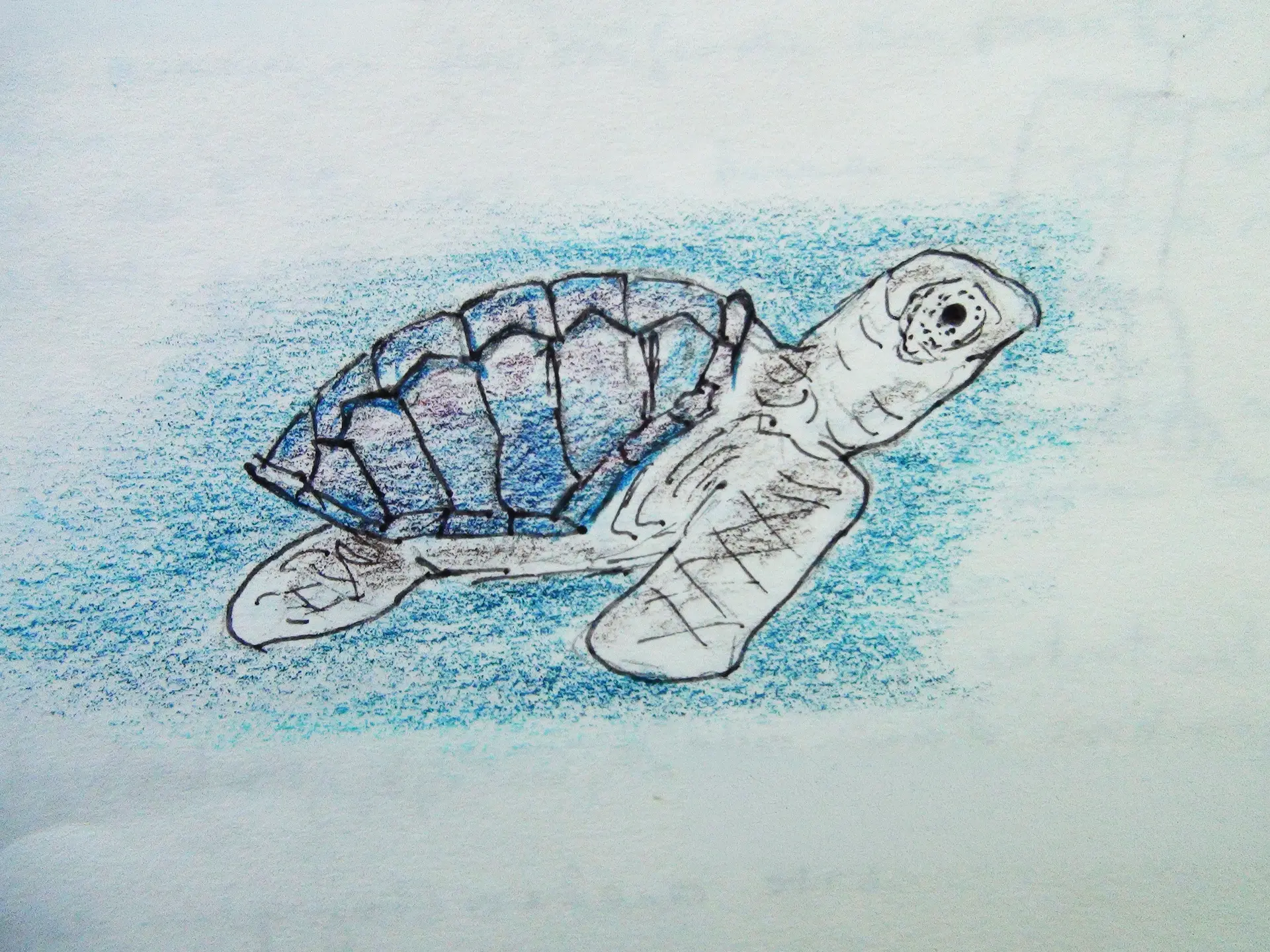 tortue
