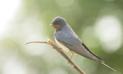 Capture oiseau