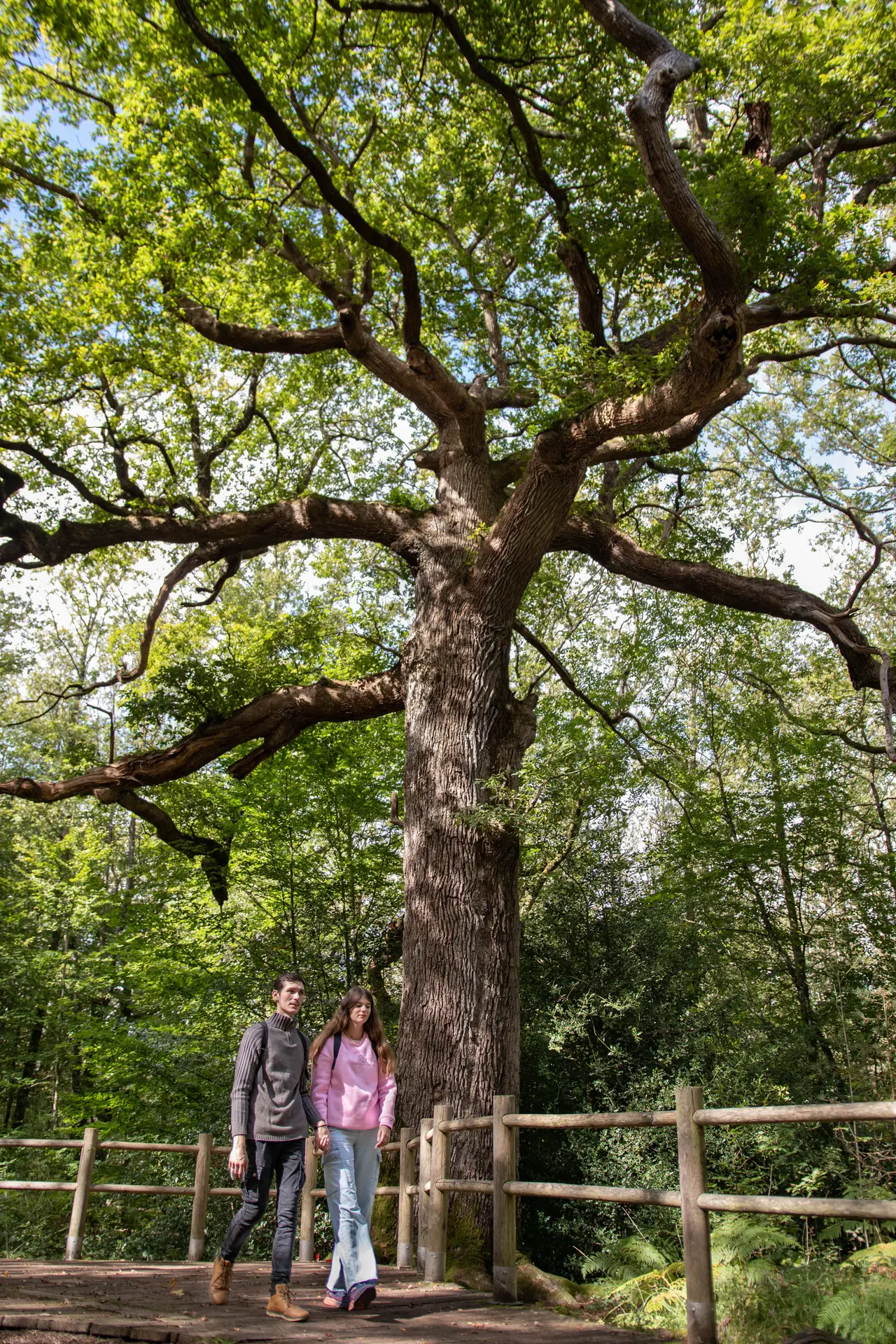 Chêne des Hindrés ©Noëlla Pennanech - Destination Brocéliande16