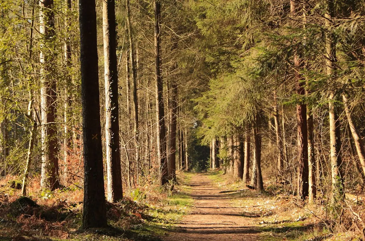 Forêt de Montfort