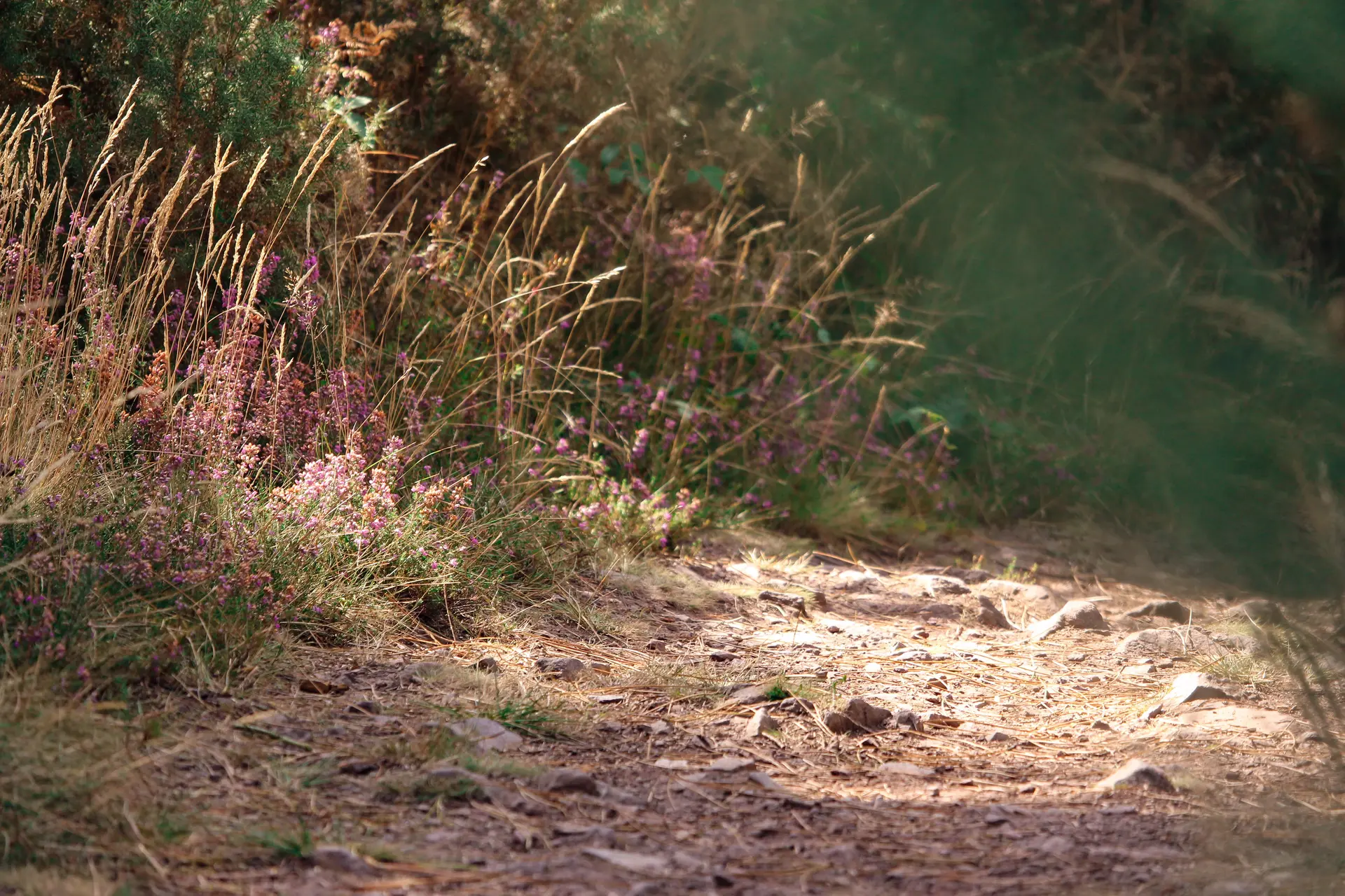 Circuit trail n° 5  Saint-Gonlay