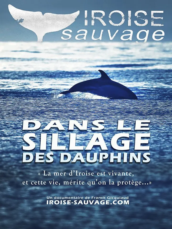 Dans le Sillage des Dauphins