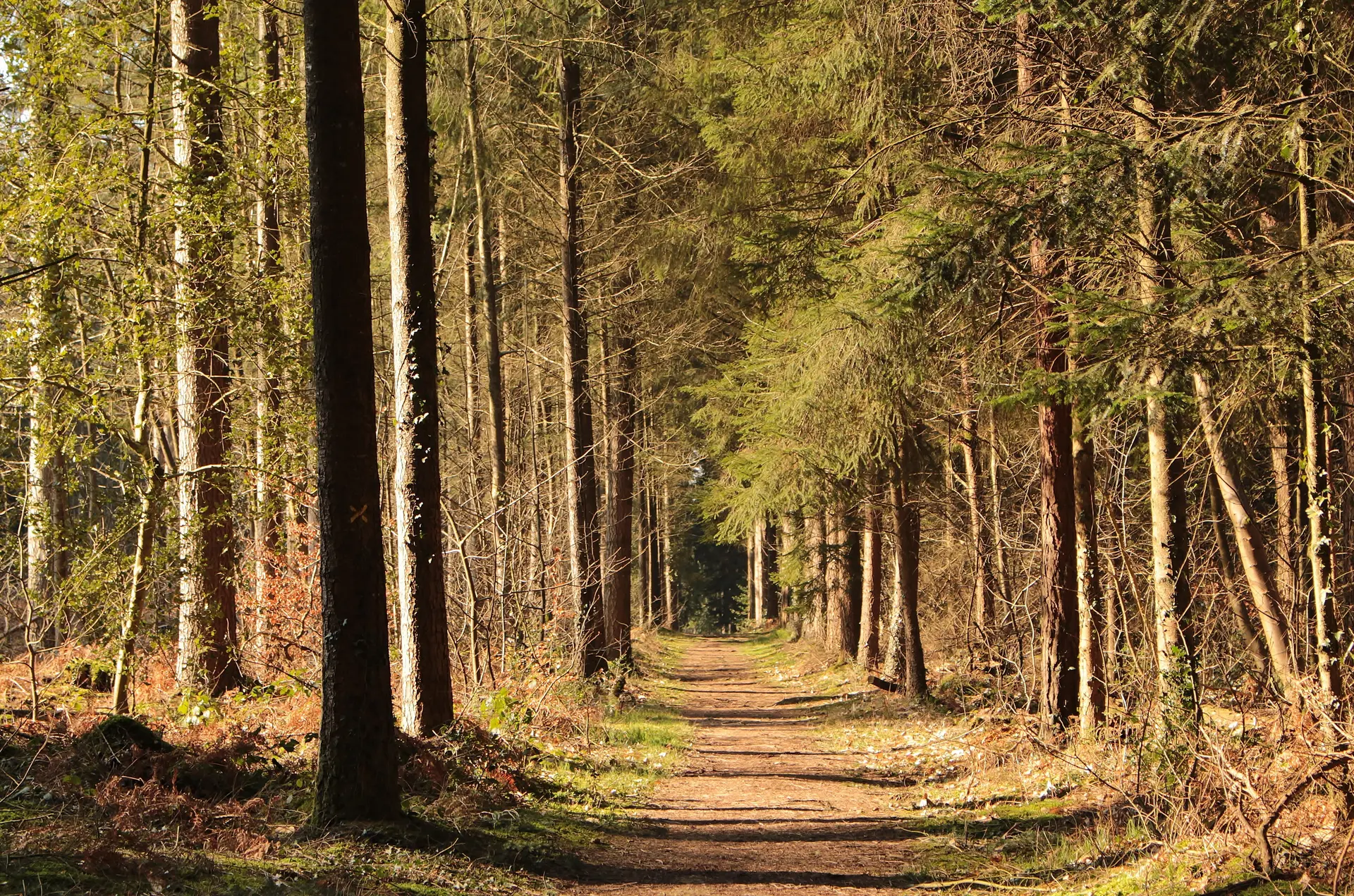 Forêt d'automne Montfort-sur-Meu