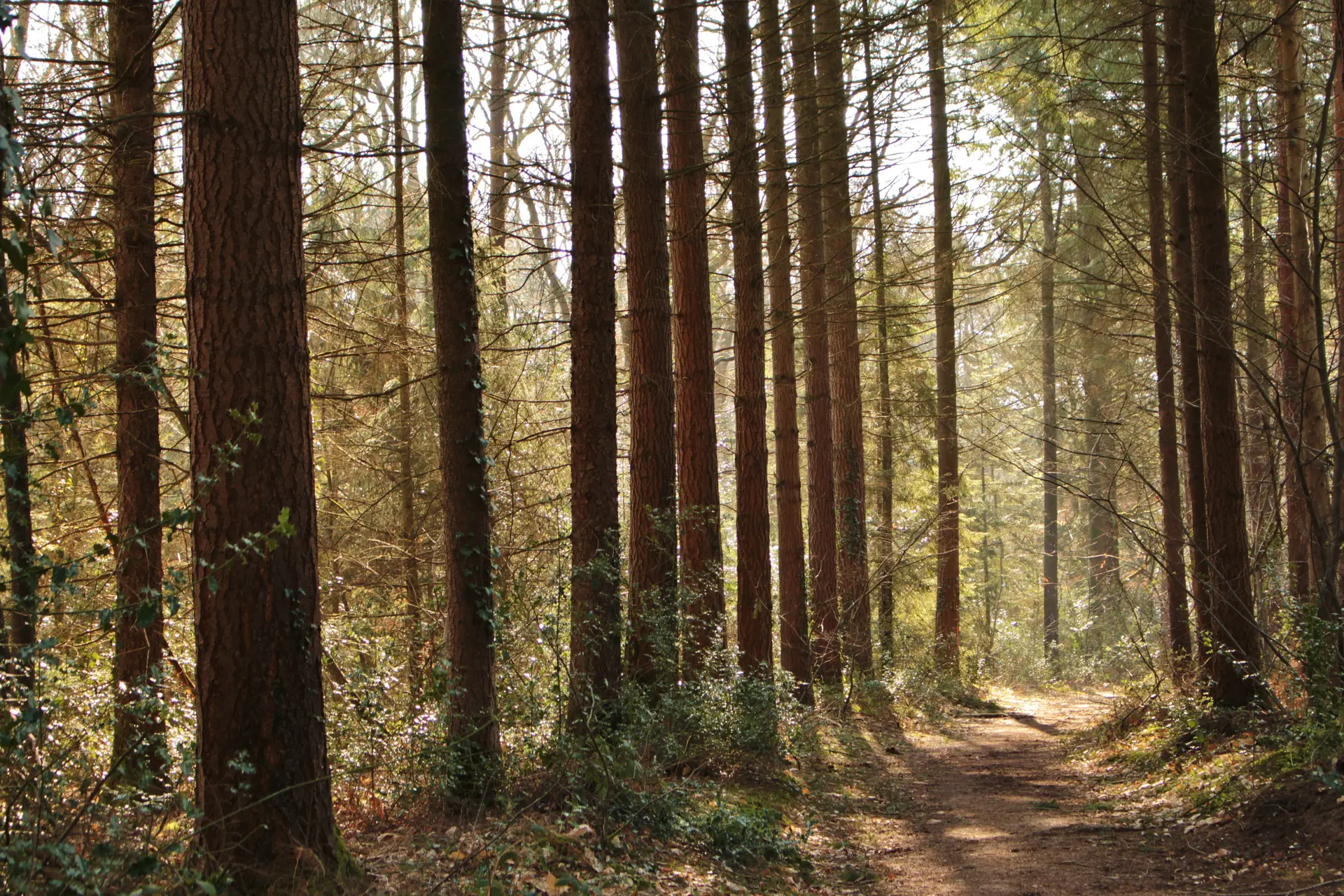 Forêt Montfort-sur-Meu automne