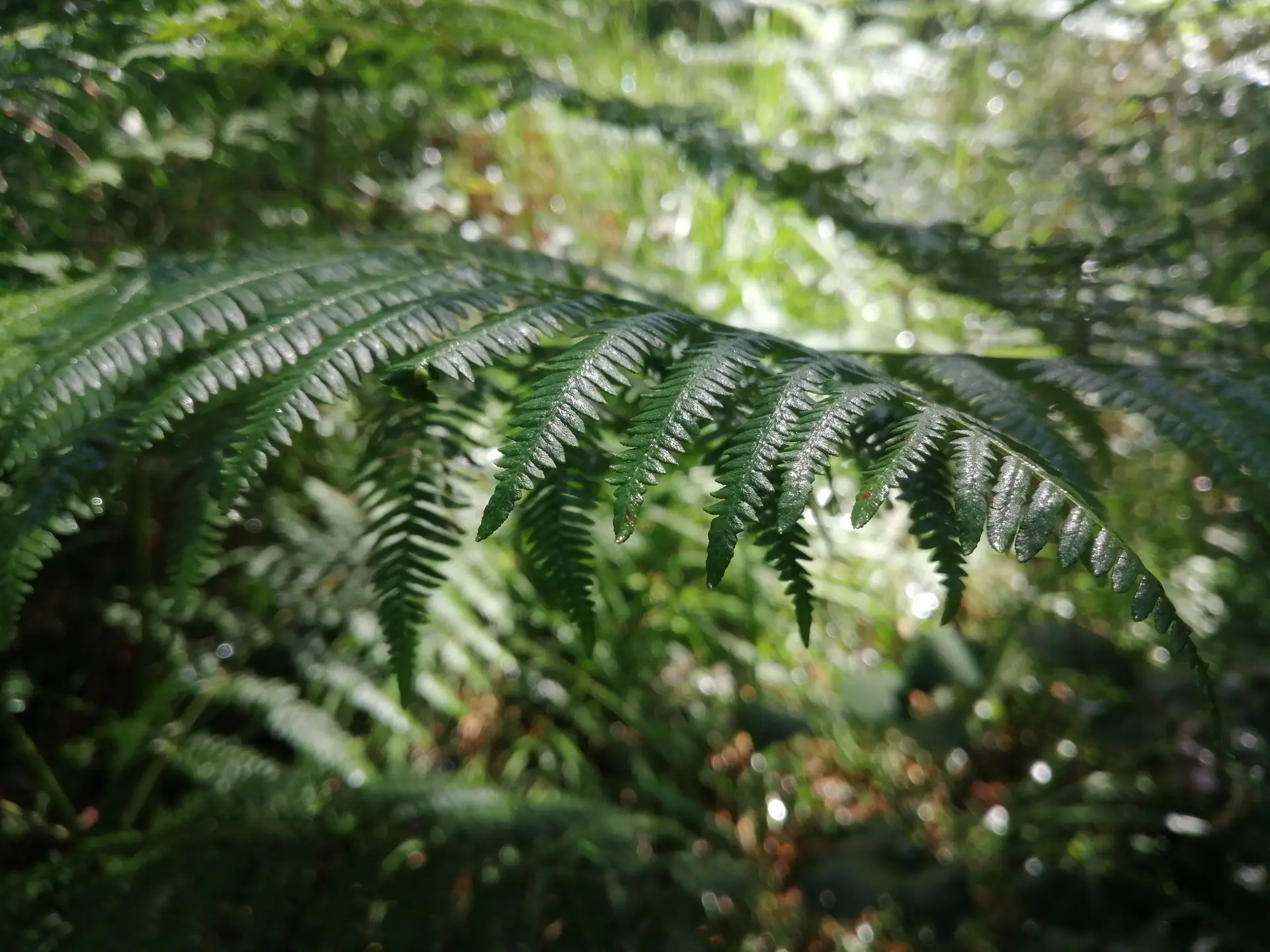 Forêt Montfort-sur-Meu