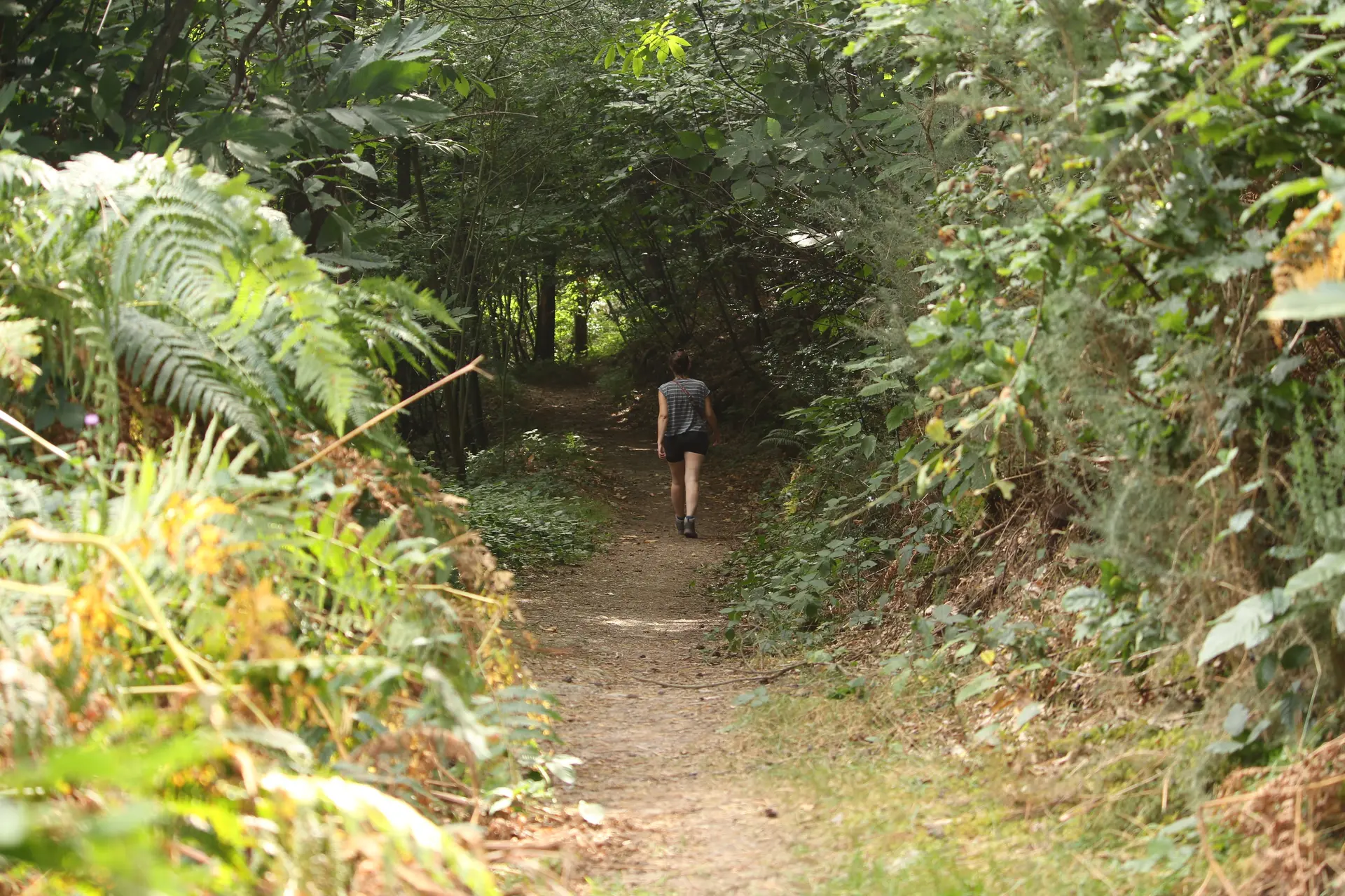 Forêt et landiers