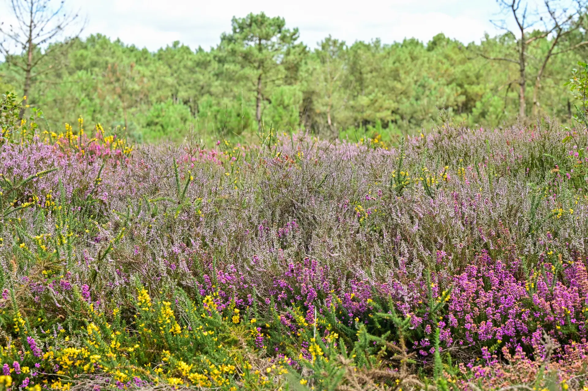 Les-Landes-au-fil-du-temps---OBC-3