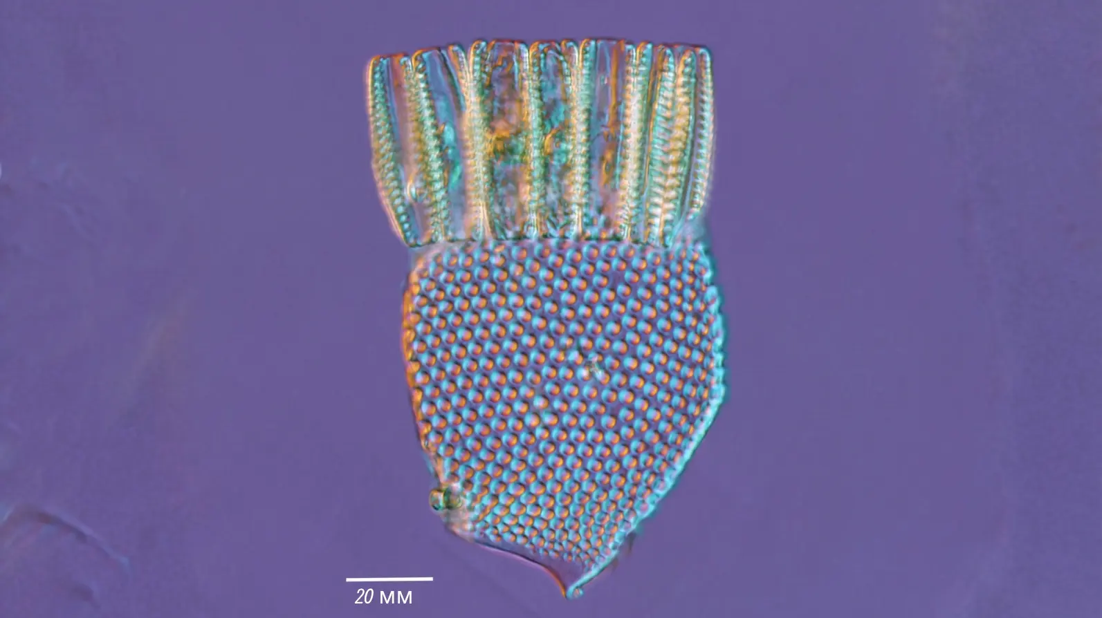 Squelette d'un radiolaire Challengeria balfouri.